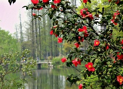 Park, Kwitnący, Krzew, Rzeka, Most, Rozmycie