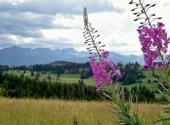 Tatry, Lasy, Pola, Łąka, Kwitnąca, Wierzbówka, Kiprzyca