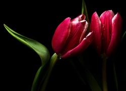 Czerwony, Tulipan