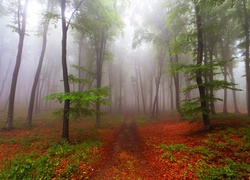 Las, Ścieżka, Drzewa, Liście, Mgła, Jesień