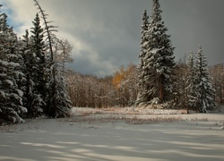 Las, Śnieg