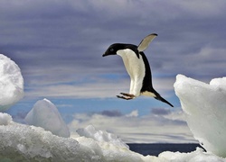 Morze, Lód, Pingwin