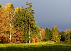 Pochmurne, Niebo, Las, Łąka, Światło, Cień