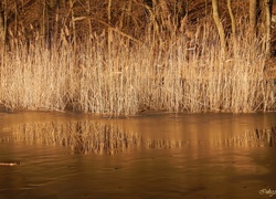 Jezioro, Trzcina, Lód, Odbicie