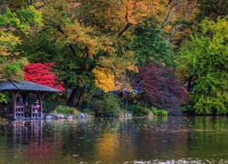 Park, Staw, Kolorowe, Drzewa, Jesień