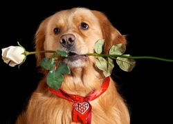 Pies, Biała, Róża, Serduszko, Walentynki