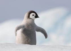 Mały, Pingwin, Śnieg
