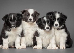 Szczeniaczki, Border Collie