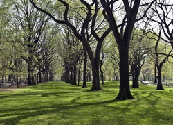 Park, Alejki, Trawa, Przebijające, Światło