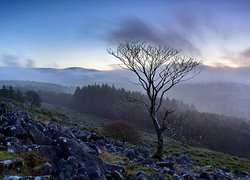 Anglia,  Park Narodowy Dartmoor, Drzewa, Mgła