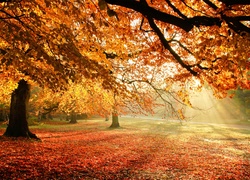 Park, Alejka, Drzewa, Liście, Promienie, Słońca, Jesień