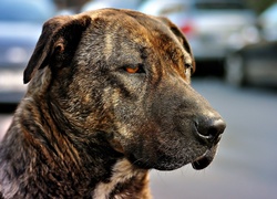 Pies, Amstaff