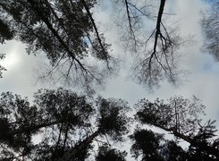 Las, Drzewa, Niebo