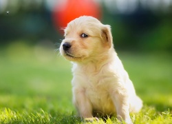 Golden, Retriever, Szczeniaczek, Łąka