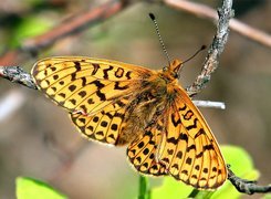 Gałązka, Motyl