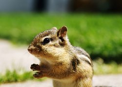 Mała, Wiewiórka, Chipmunk