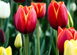 Tulipany, Czerwone, Żółte, Białe