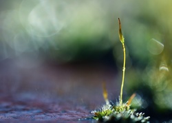 Mech, Porost, Źdźbło, Bokeh