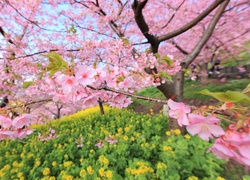 Japonia, Kwitnąca, Wiśnia
