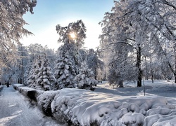 Park, Alejki, Drzewa, Promienie, Słońca, Zima