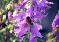 Pszczoła, Nektar, Fioletowe, Kwiaty