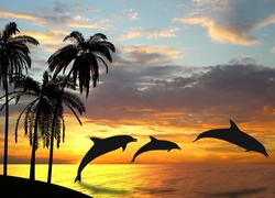 Delfiny, Morze, Palmy, Zachód, Słońca