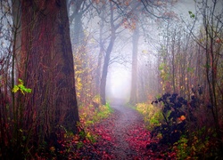Jesień, Las, Ścieżka, Mgła