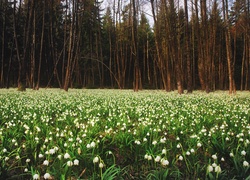 Przebiśniegi, Las