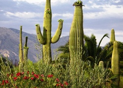 Góry, Kaktusy