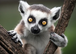 Lemur, Katta, Drzewo