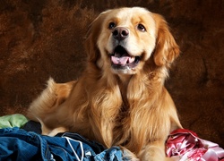 Golden Retriever, Język, Ciuchy