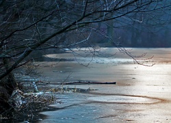 Przedwiośnie, Jezioro, Drzewa, Lód