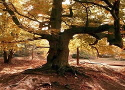 Jesień, Park, Przebijające, Światło
