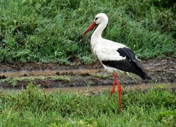 Łąka, Bocian, Narodowy, Park, Serengeti