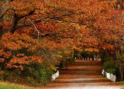 Jesień, Park, Aleja