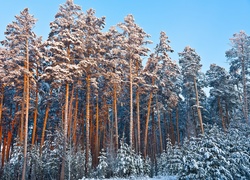 Las, Sosnowy, Zima