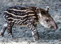 Młody, Tapir