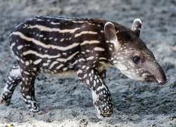 Młody, Tapir