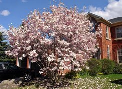 Wiosna, Dom, Ogród, Kwitnąca, Magnolia, Samochód