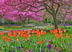 Park, Alejki, Kwitnące, Drzewa, Klomby, Tulipany, Wiosna