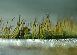 Mech, Źdźbła, Makro, Bokeh