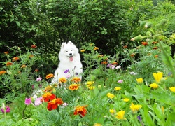 Samojed, Ogród