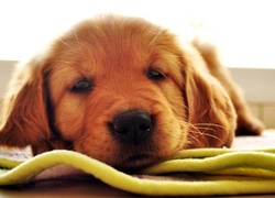 Golden Retriever, Mordka