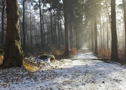 Las, Droga, Śnieg, Przebijające, Światło