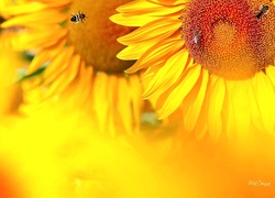 Słoneczniki, Pszczoły, Zbliżenie, Rozmycie