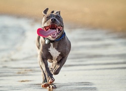 Pies, Pit Bull, Język, Plaża