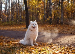 Biały, Pies, Samojed, Las, Droga, Liście, Jesień