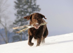 Pies, Kij, Aport, Śnieg
