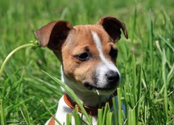 Jack Russel Terrier, Trawa