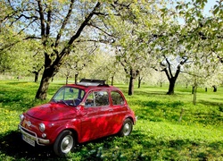 Fiat 500, Sad, Trawa